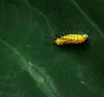 How to make the IT caterpillar move