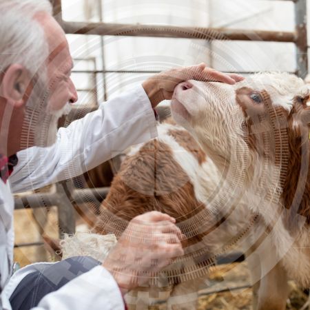 Eseye Helps Precision Animal Solutions to Improve Cattle Disease Identification by 27%