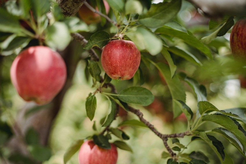 IoT Technology Could Halve Food Waste before 2030