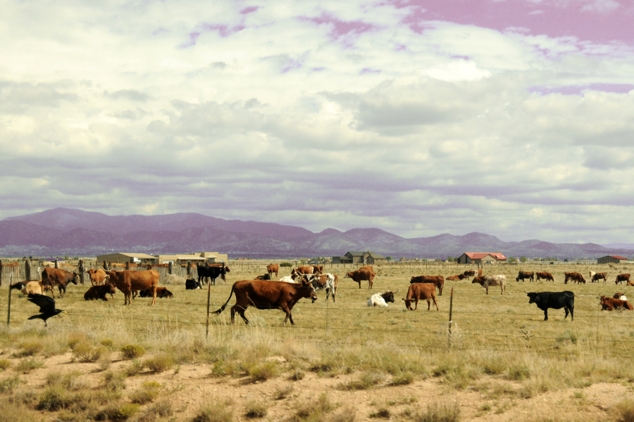 Connected cattle in a smart farming environment using Eseye IoT technology, enabling real-time livestock monitoring and data-driven agriculture.