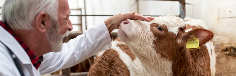 Baby calf with vet