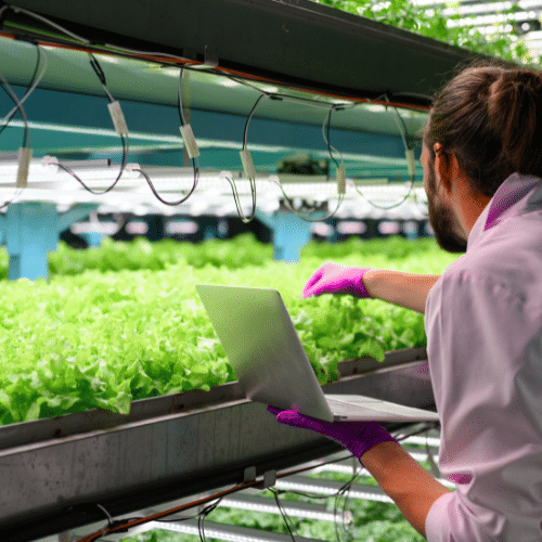 A person wearing a lab coat and purple gloves examines leafy greens in an indoor vertical farm, using IoT for Agritech to monitor plants under artificial lights on stacked shelves while holding a laptop.