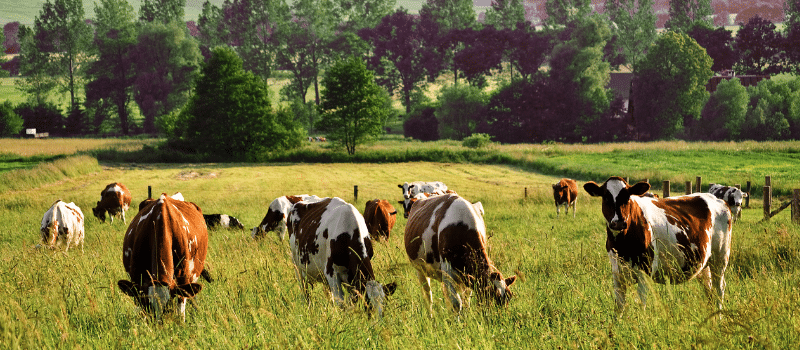 A group of cows with brown and white markings graze in a lush green field, where cool IoT devices monitor their health and the environment, surrounded by tall grass, trees, and distant farmland under a partly cloudy sky.